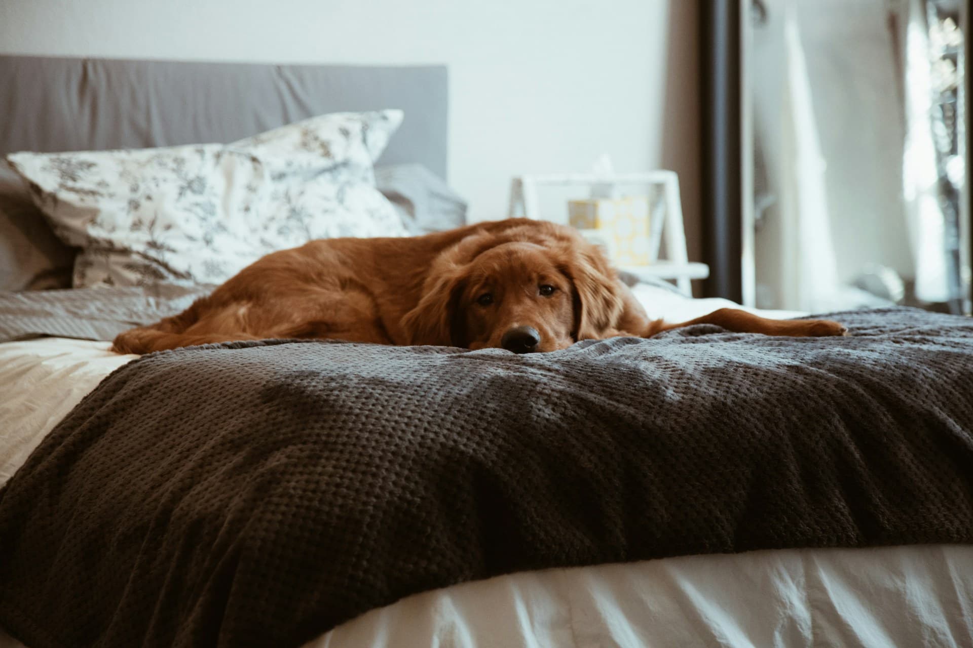 Cover image: Should You Allow Pets in Rental Properties in 2026?
