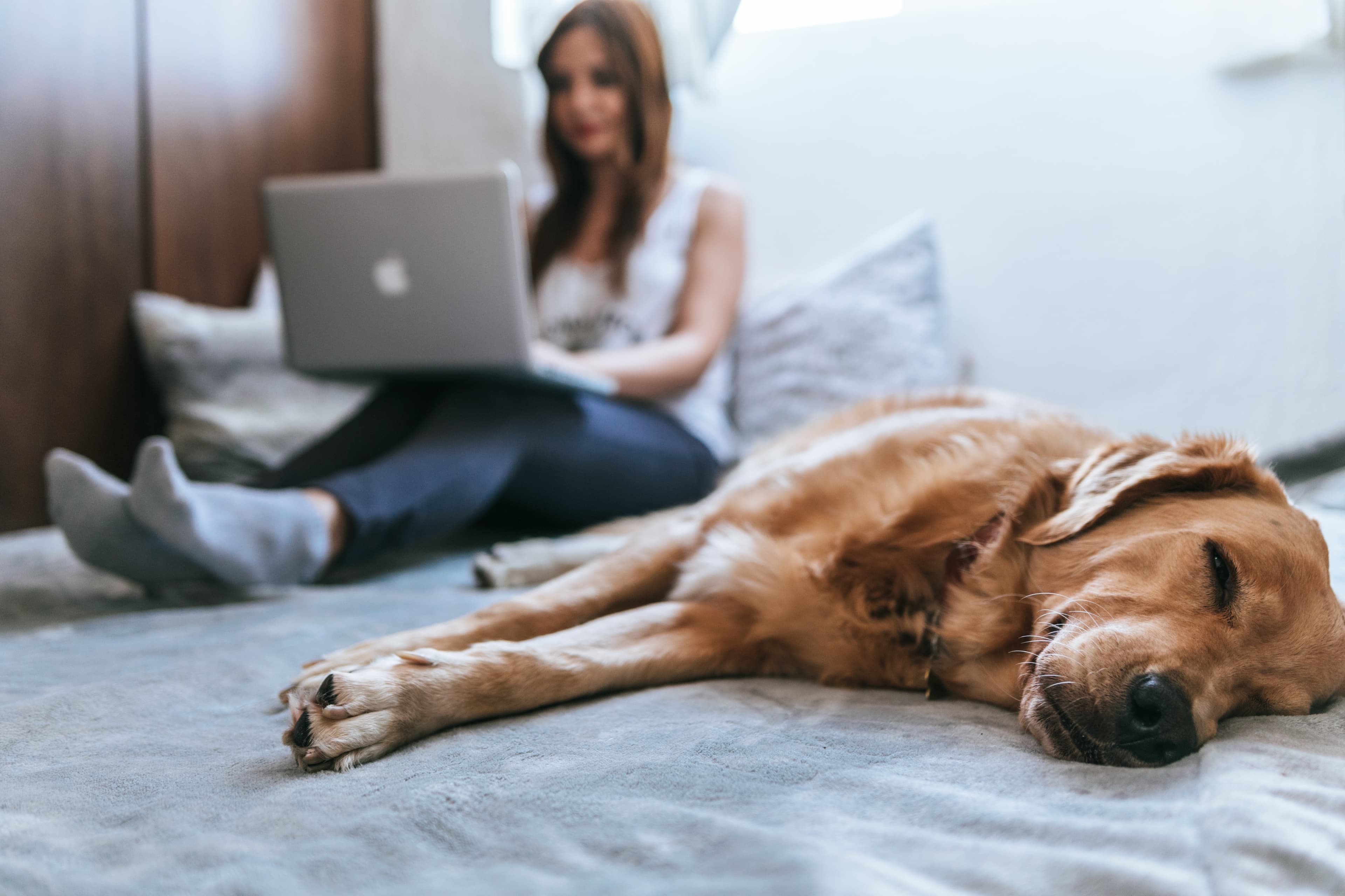 Cover image: The Pros and Cons of Allowing Pets in Rental Properties: What Landlords Need to Know